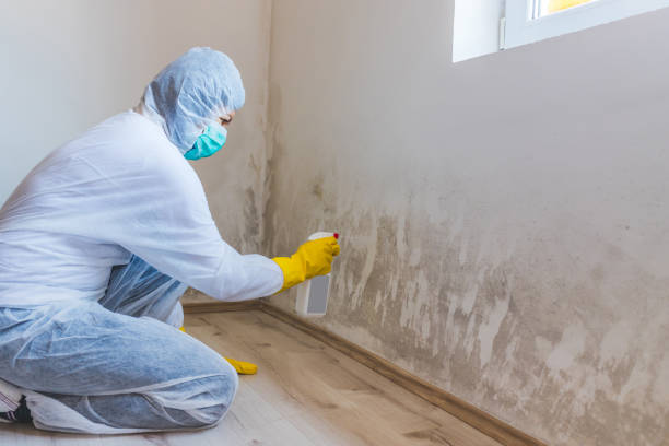 Licensed Commercial Mold Remediation service in Cumberland, KY - WQB Mold Removal